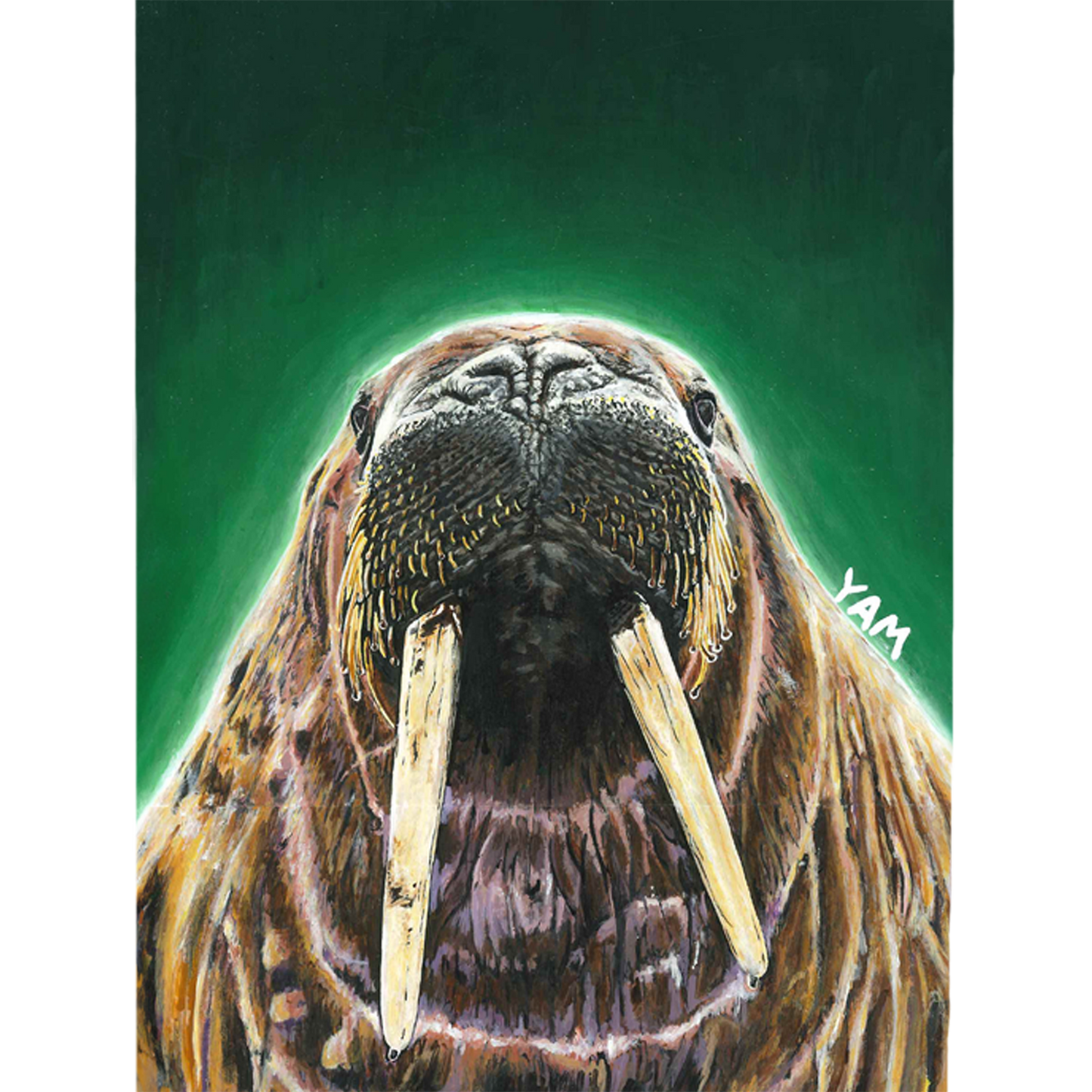 Walrus