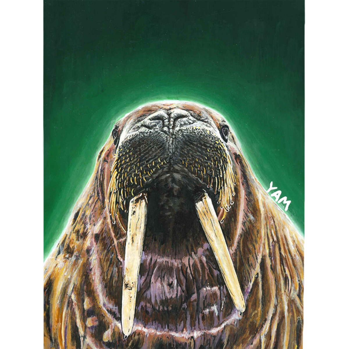 Walrus
