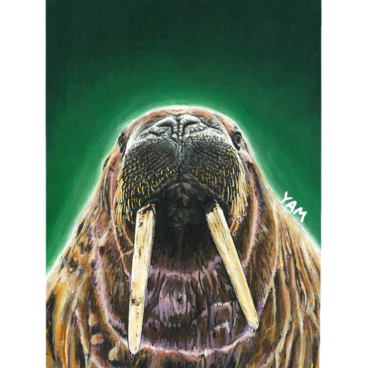 Walrus
